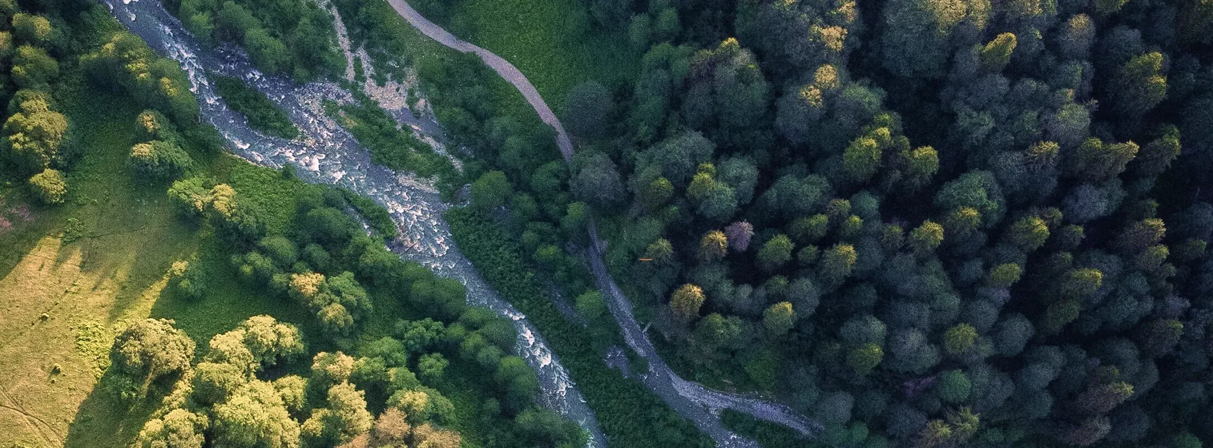 Aerial view of a forest and river